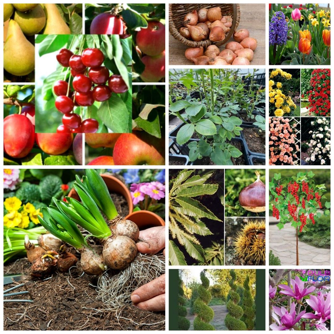 Plante ,bulbi ,pomi fructiferi ,arbuști ornamentali si fructiferi