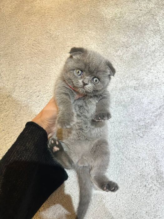 Продается чистокровный скоттиш фолд