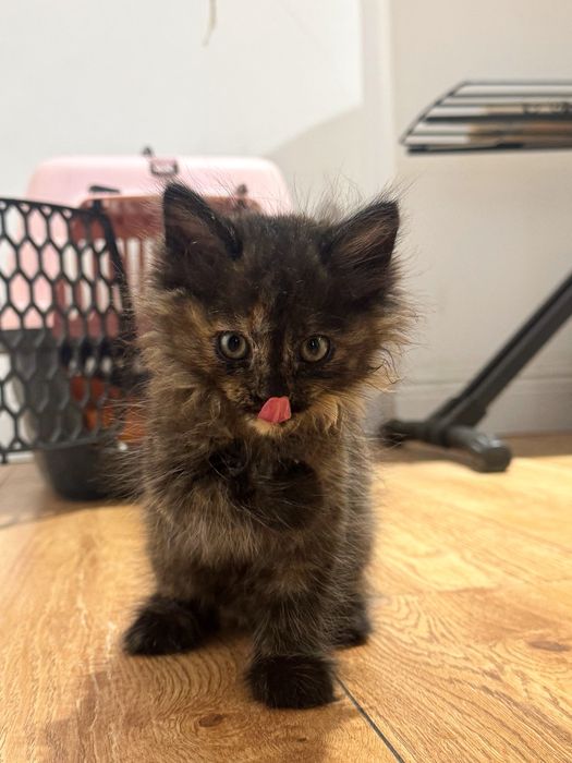 Котенок девочка 1,5 мес срочно ищет добрые руки! Переноска в подарок