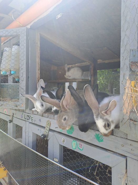 Pui de iepuri, de vanzare