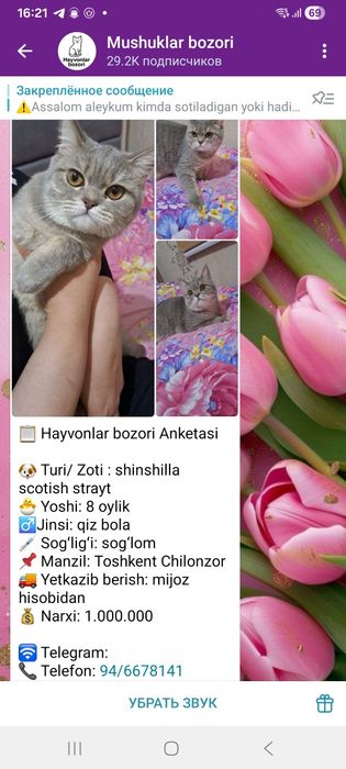 Мушук зотли Британский скотч страйт