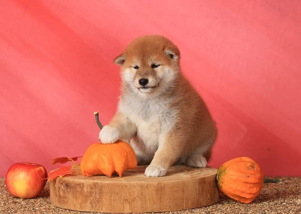 Shiba Inu Mascul