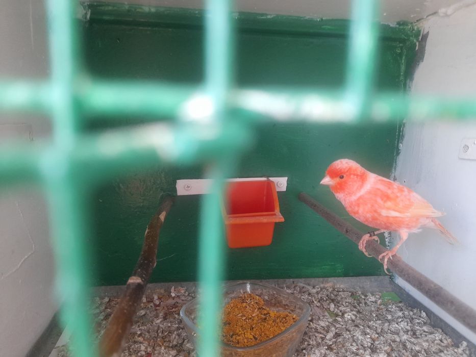 Canari de dat frumosi si galagiosi