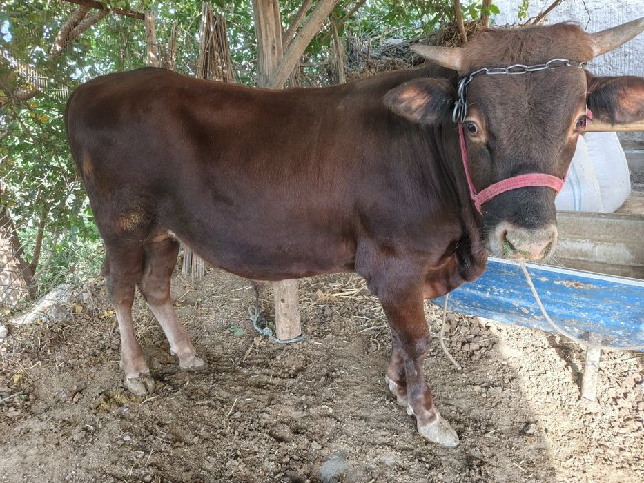 Buqalar sotiladi