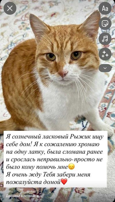 Отдам кошку в добрые руки