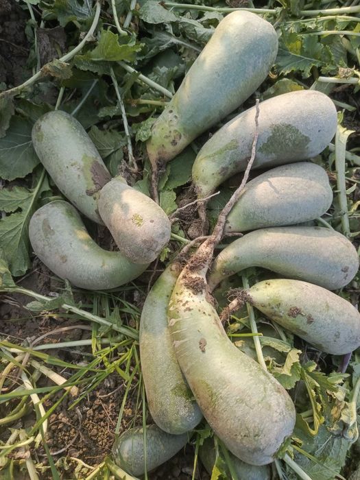 1 gektar turup sotiladi