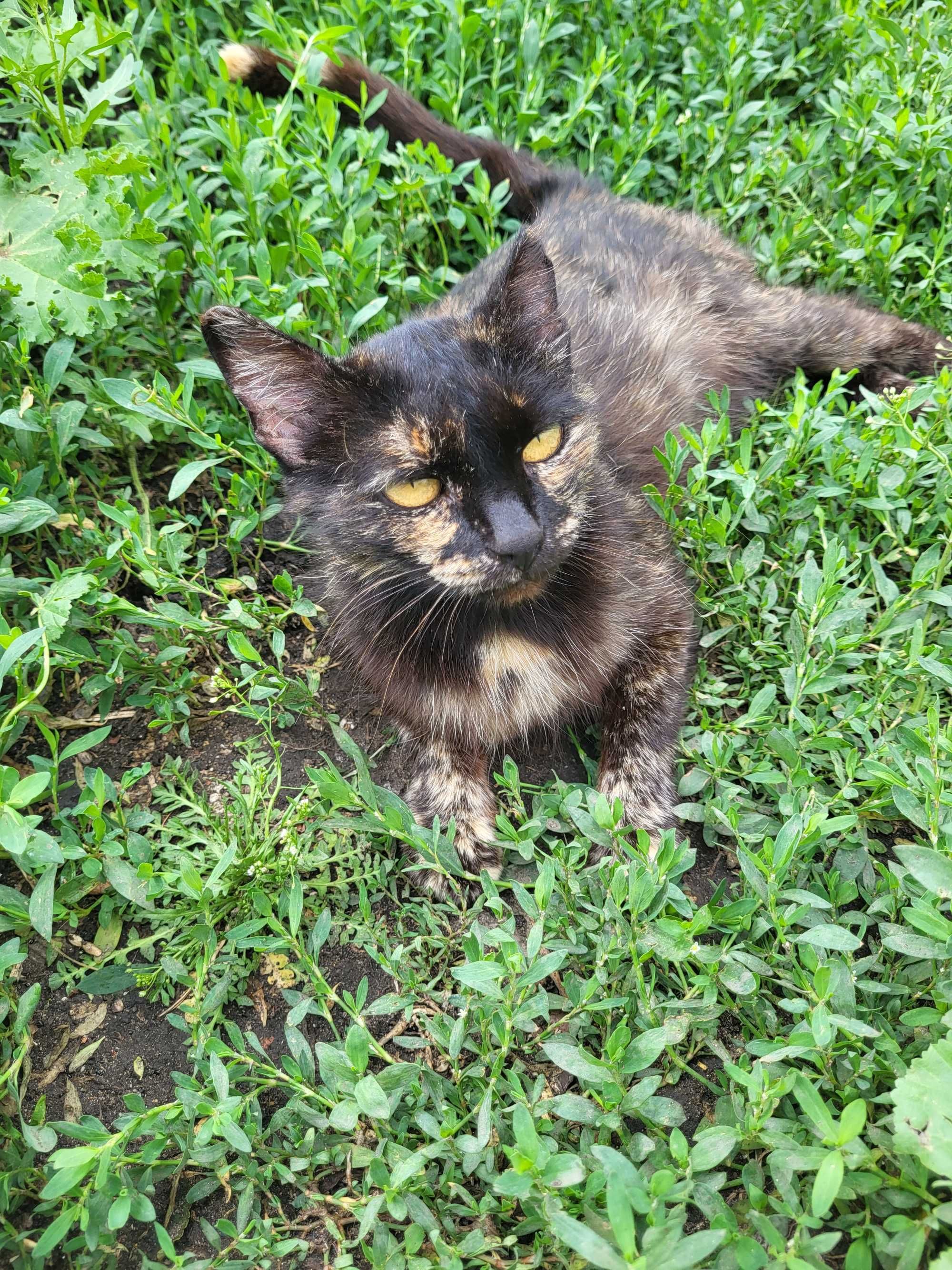 Отдам котят 1,5 месяца.