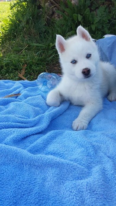 Fetita husky siberian