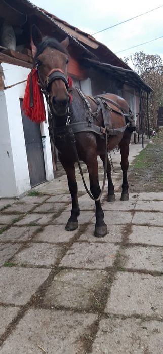 Vând mânză de 2 ani învățată
