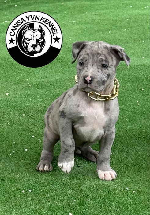 Femela amstaff blue merle