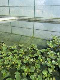 Эйхорния водяной гиацинт (кувшинка)