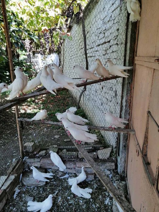 Продавам млади старозагорски бели гълъби