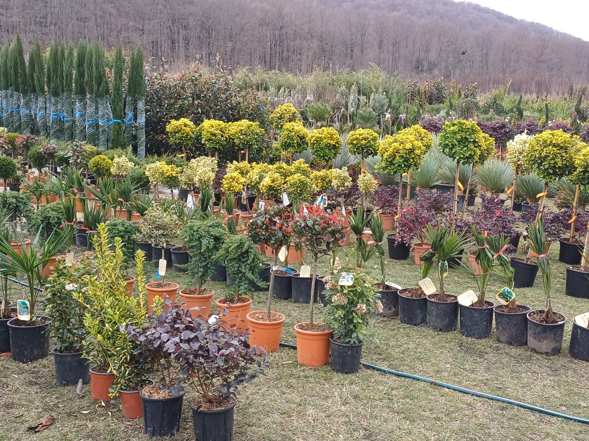 Vind plante ornamentale la preț de producator pentru detalii