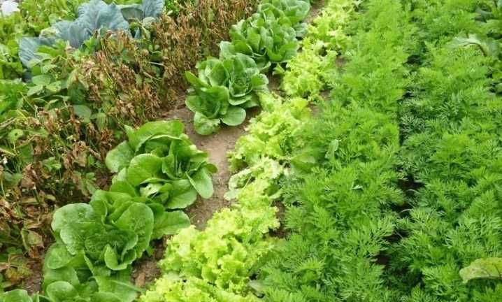 Продавам семена на Копър - реколта 2025 г.