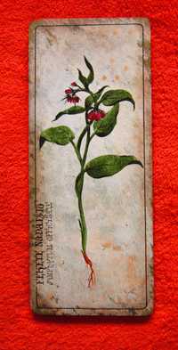 tablou botanic,vintage,pictat,ulei pe lemn -Symphytum officinale-cadou