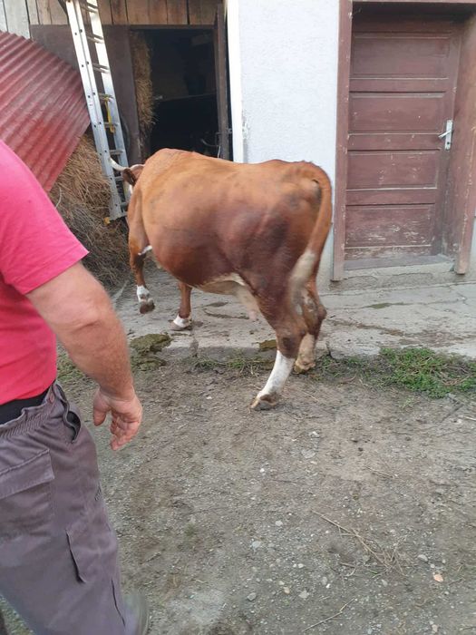 Vaca Baltata romaneasca