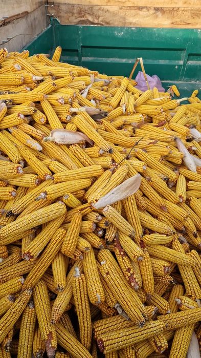 Porumb stiuleti 2025