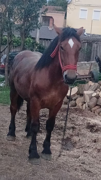 Vind minz de 1.7 luni invățat la ham