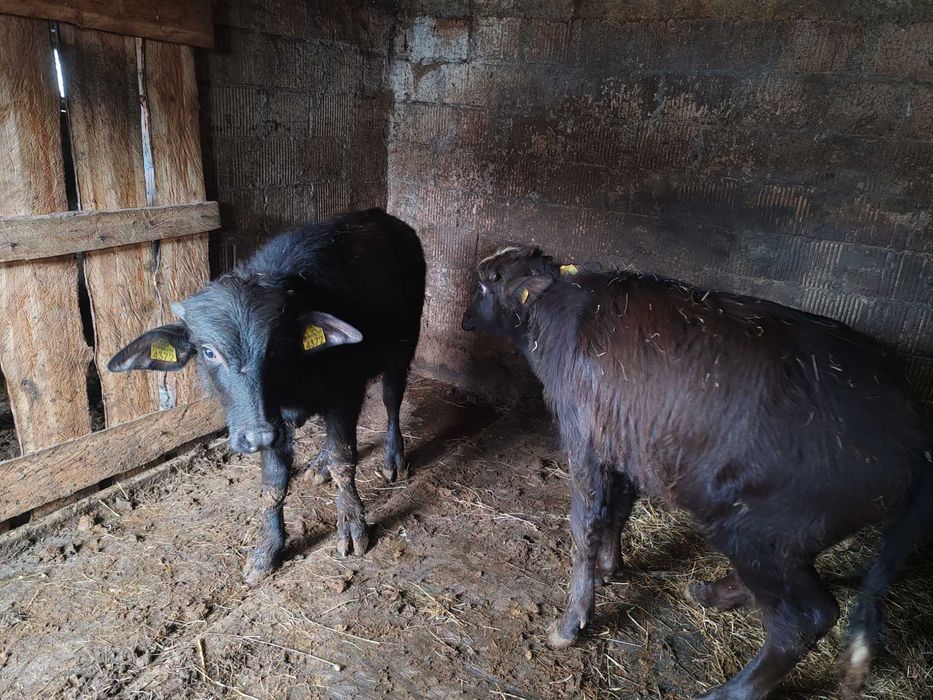 O juninca și un tauras de bivol