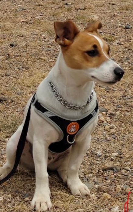 Молодой кабелёк полный сил ищет прекрасную леди для романтической встр