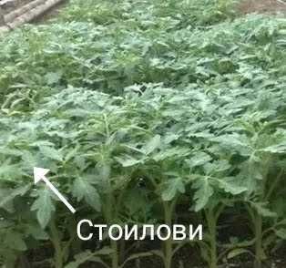 Разсад домат, краставици, зеле и др.