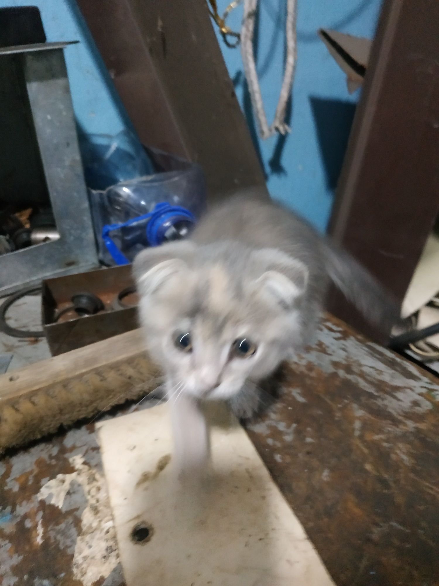 Продам котенка вислоухий