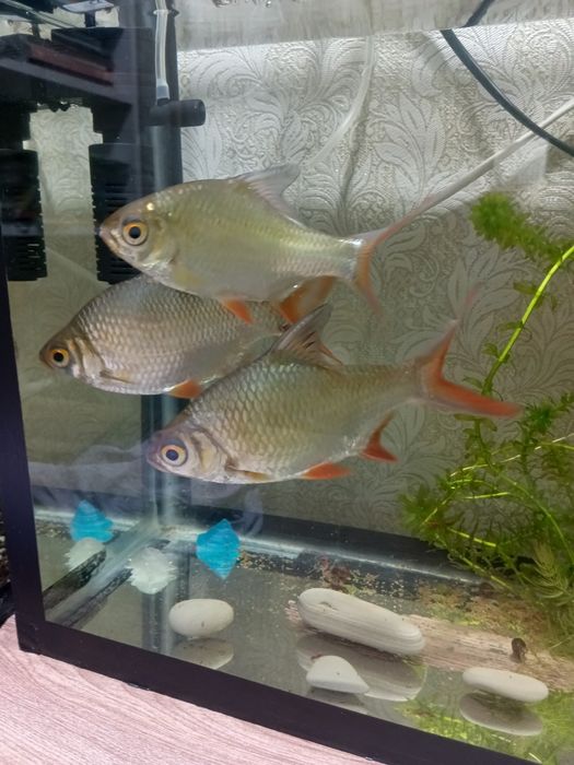 Продам лещевидных барбусов, или обменяю.