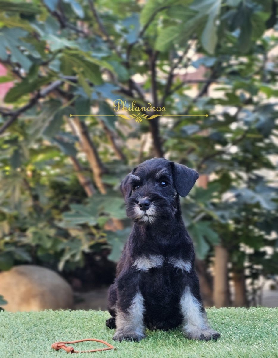 Schnauzer pitic cu pedigree deosebit