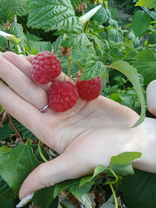 Butasi zmeura Glen Ample