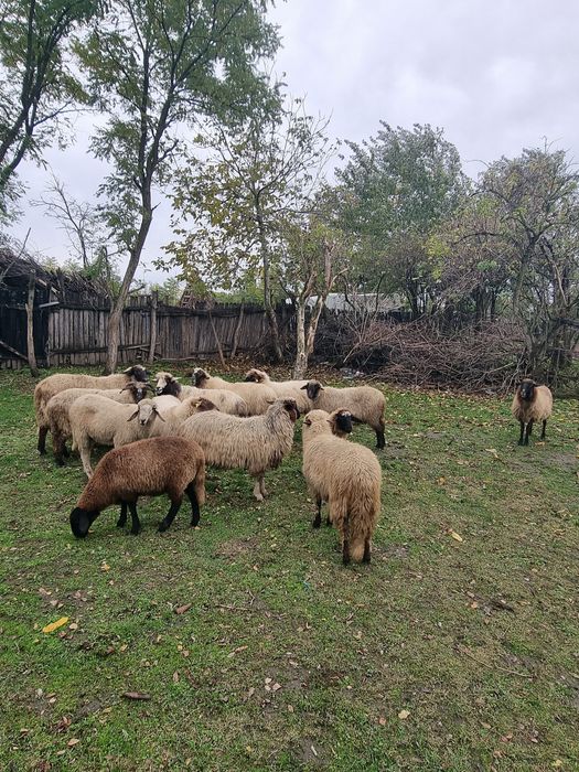 Se vând oi la grămadă