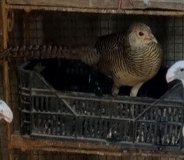 Vand fazanita auriu pe rosu