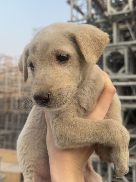 Щеночки в поисках семьи