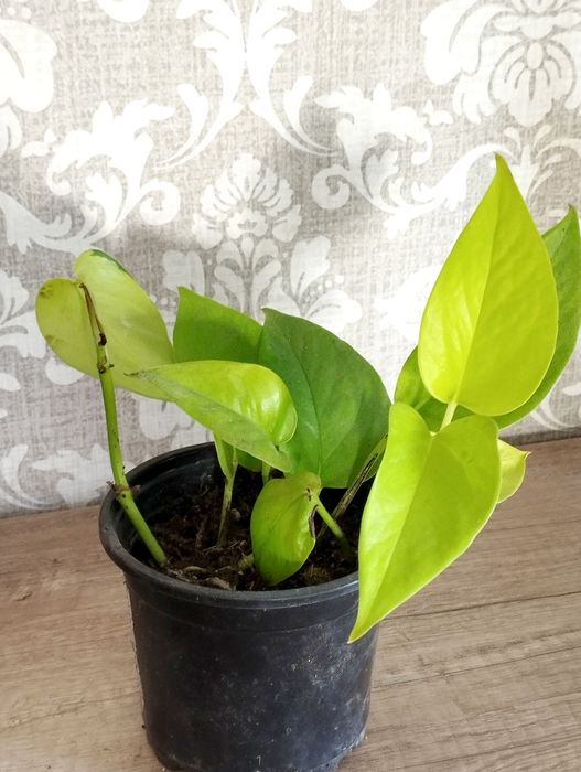 Эпипремнум сорт "Неон".