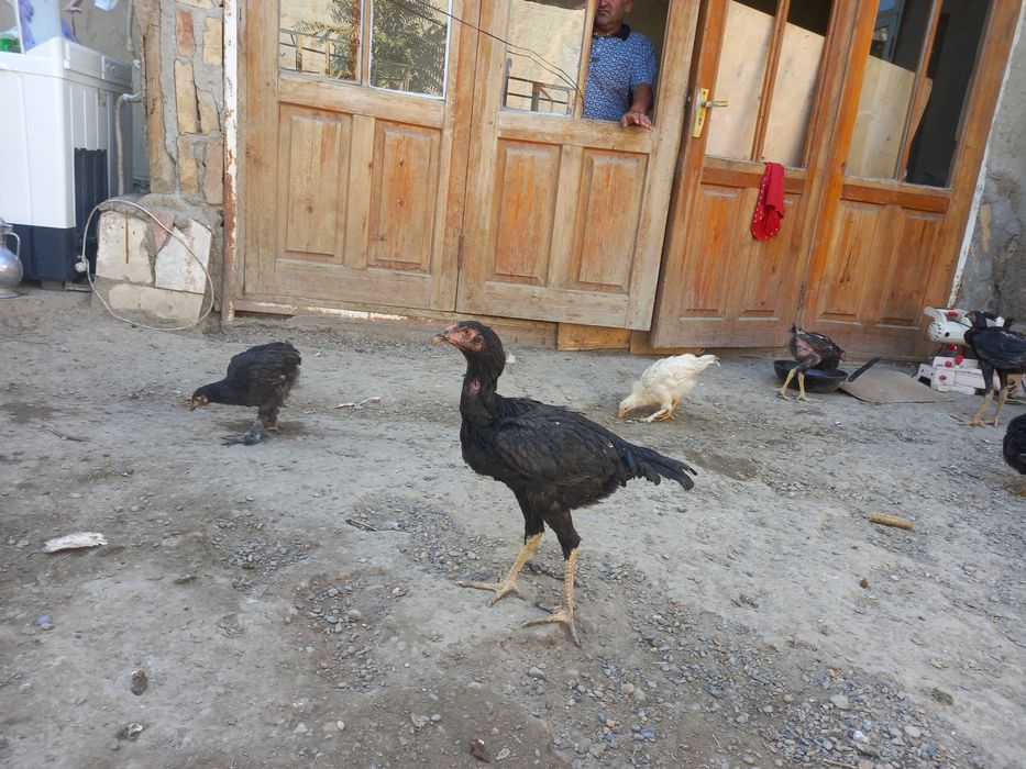 Продаются курицы