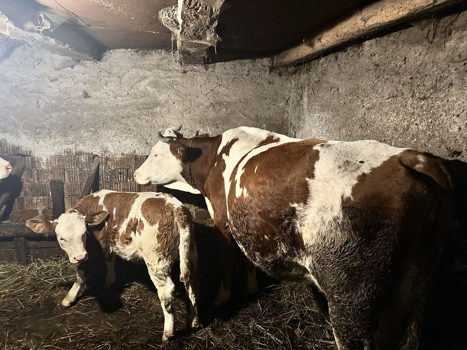 Se ofera spre vanzare vaca cu vitel!
