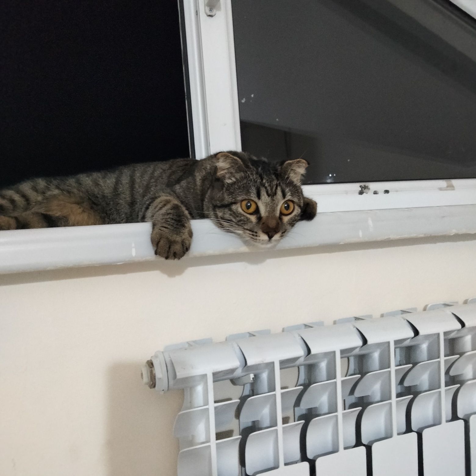 Кошка породистая