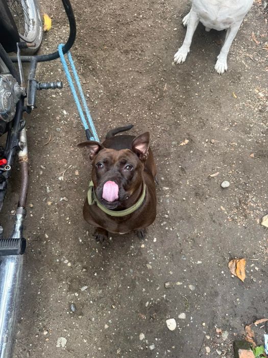 Adoptă o cățelușă Staffi ciocolatie, iubitoare și cuminte