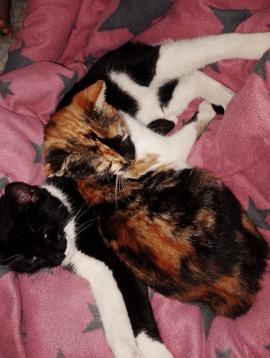 Donez pisici foarte iubitoare