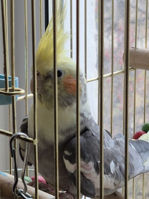 Попугай корелла.мальчик 18 000