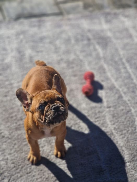 Bulldog francez femela