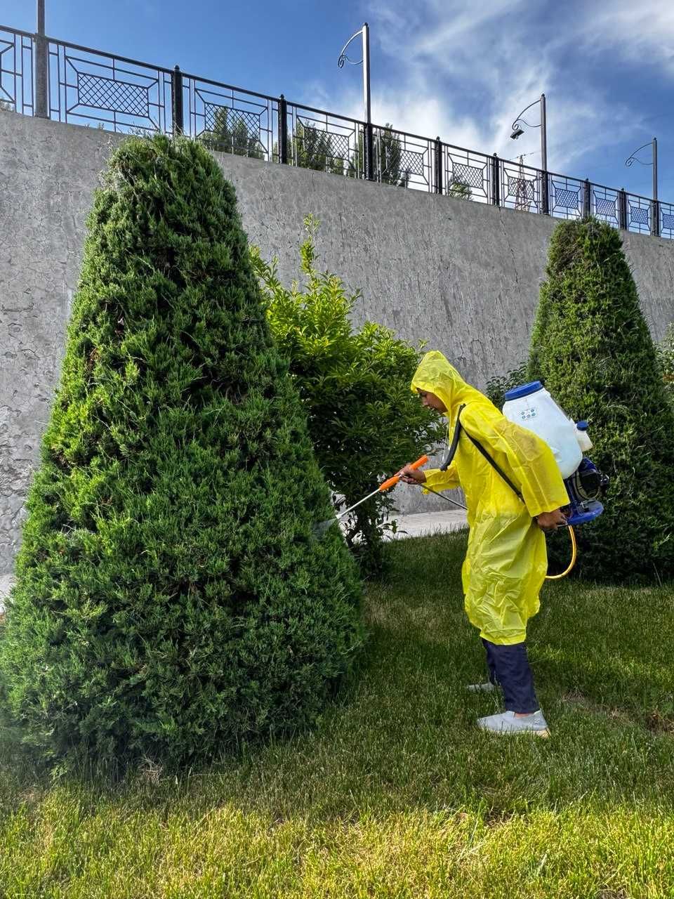 Archa va daraxtlarni dorilash xizmati!!!