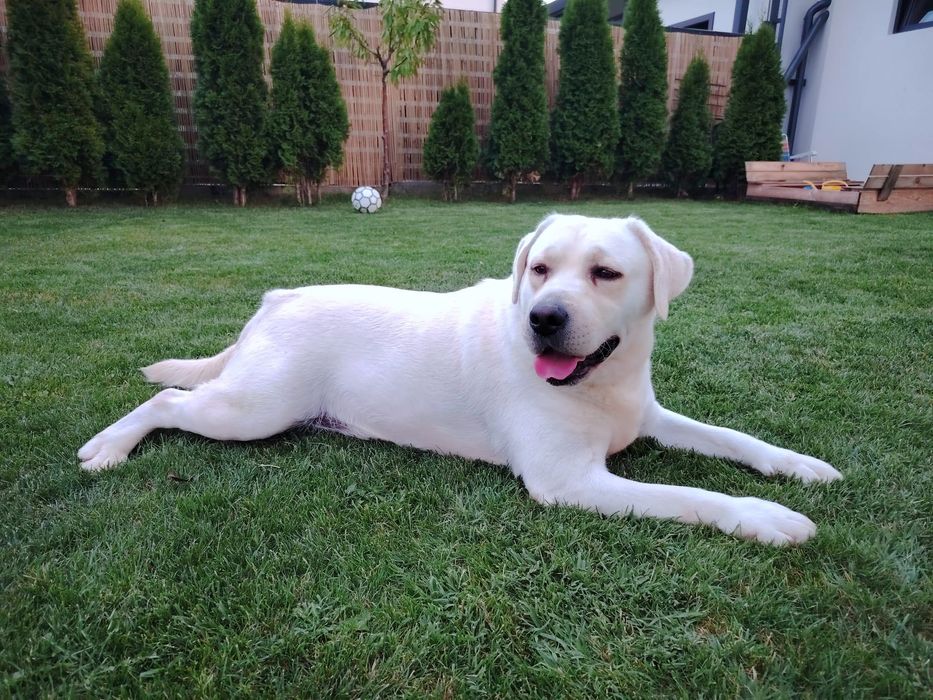 Vand Labrador Adult cu Pedigree