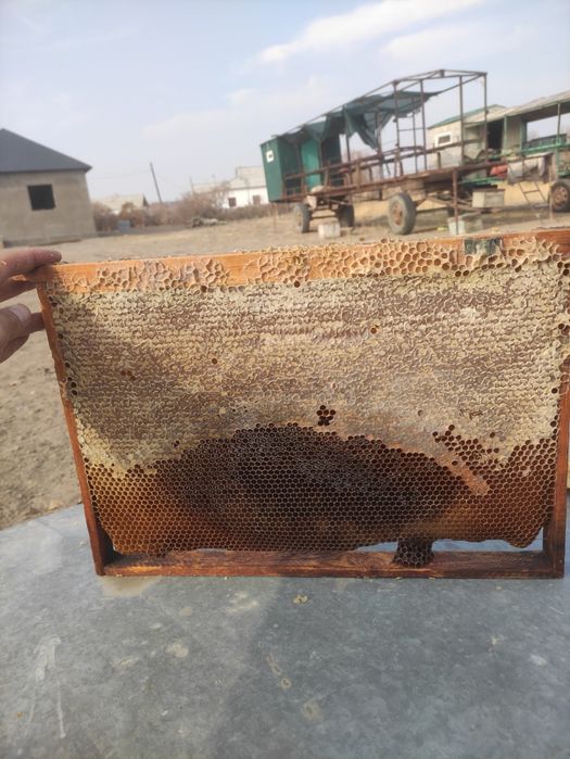 Ұядағы бал бар таза