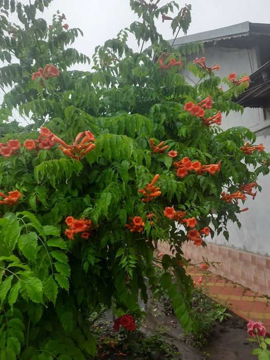 Paulownia tomentosa și arbori de matase