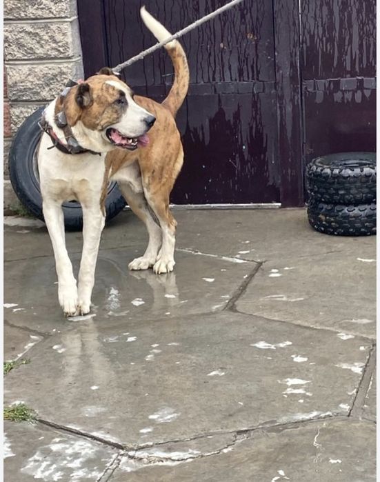 Алабай 2.7 очень активный