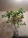 Vând Trandafir Japonez inaltime 150 cm