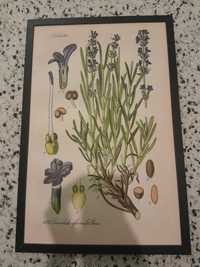 Tablou ilustratie botanica