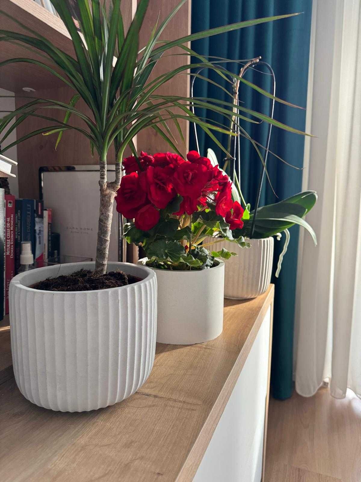 Ghivece decorative din beton – design minimalist, livrare rapidă