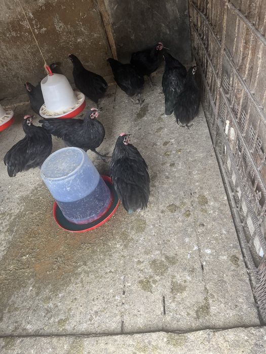 Puicute Australorp negru