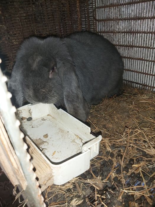 Masculi berbec german